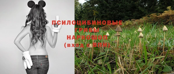 прущие грибы Горняк